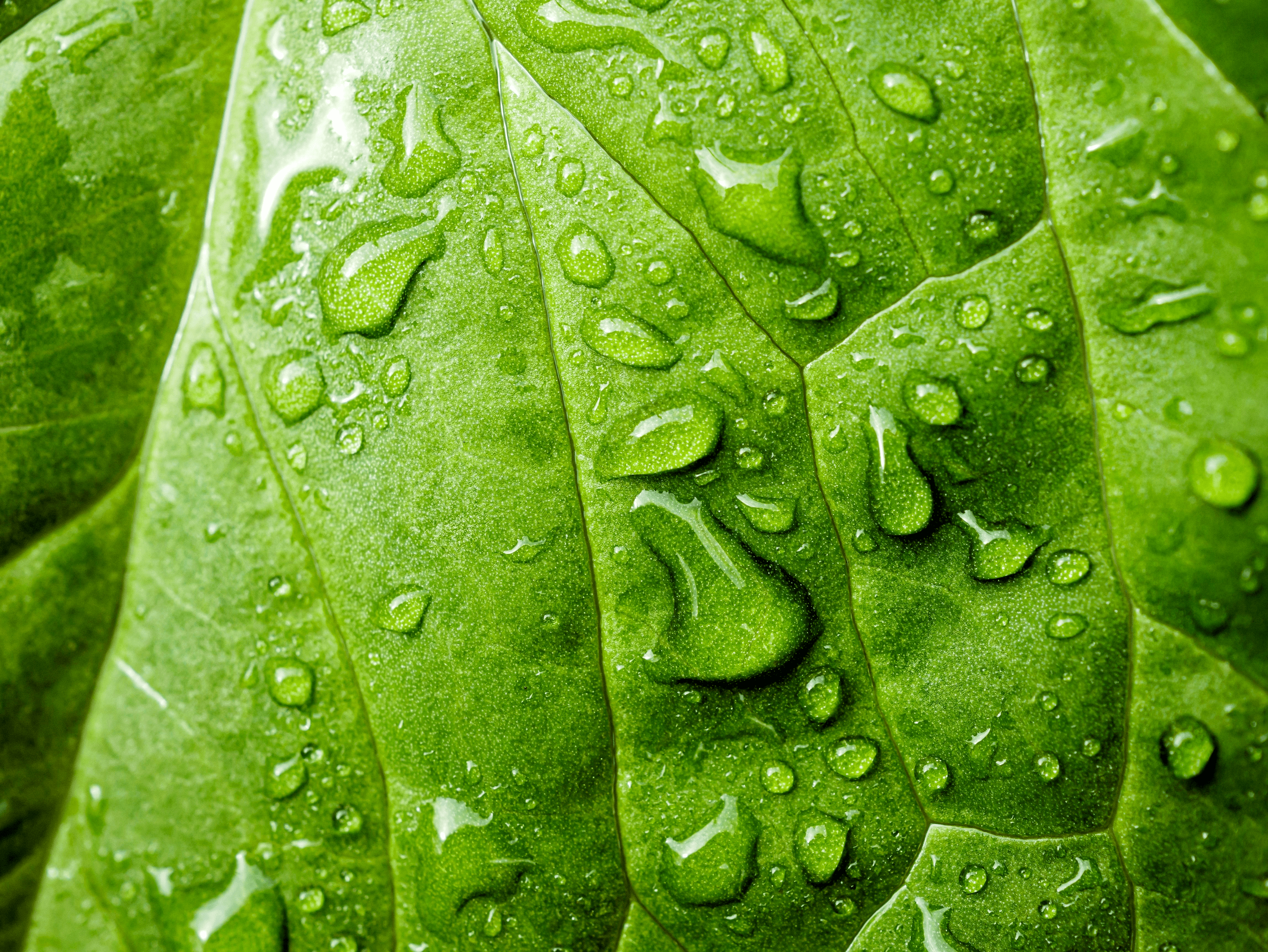 Grüntee-Blatt mit Wassertropfen in Nahaufnahme.